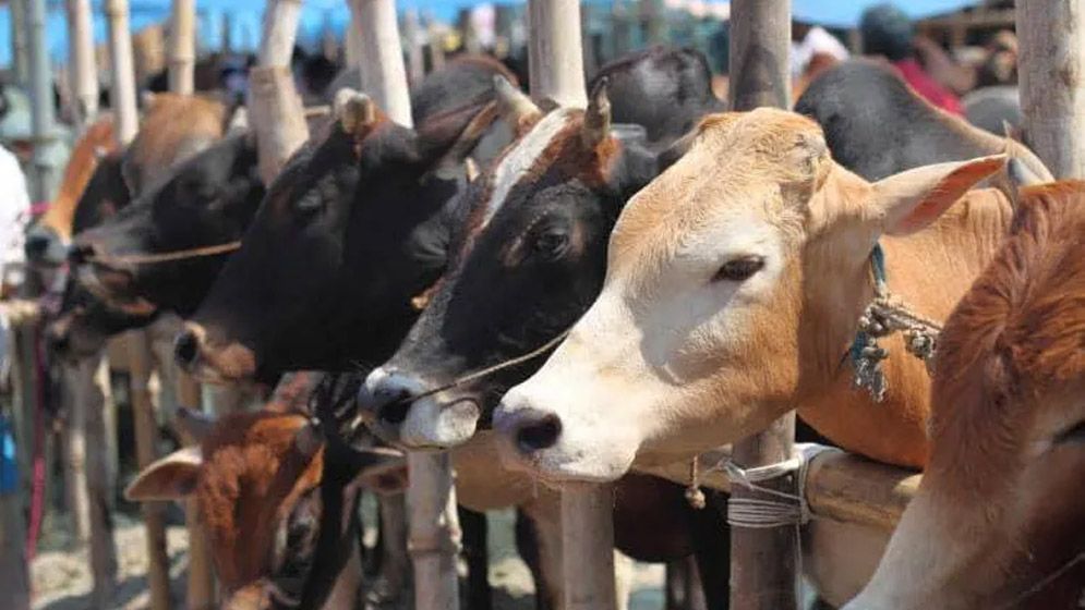 শরিকি কুরবানিতে কেউ হারাম টাকায় অংশ নিলে কুরবানি হবে কি?