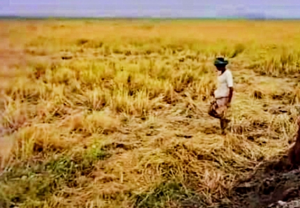 চরফ্যাশনের সিকদার চরে অসহায় কৃষকের পাকাধান কেটে নেওয়ার অভিযোগ